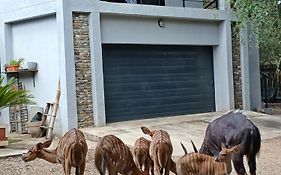 Giraffe Studio @ Kruger